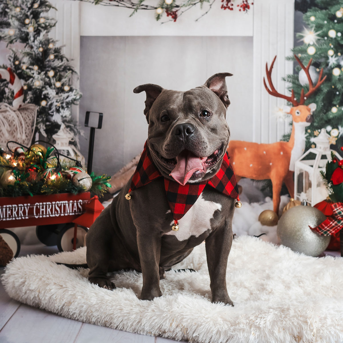 Pareja en sesión fotográfica navideña romántica